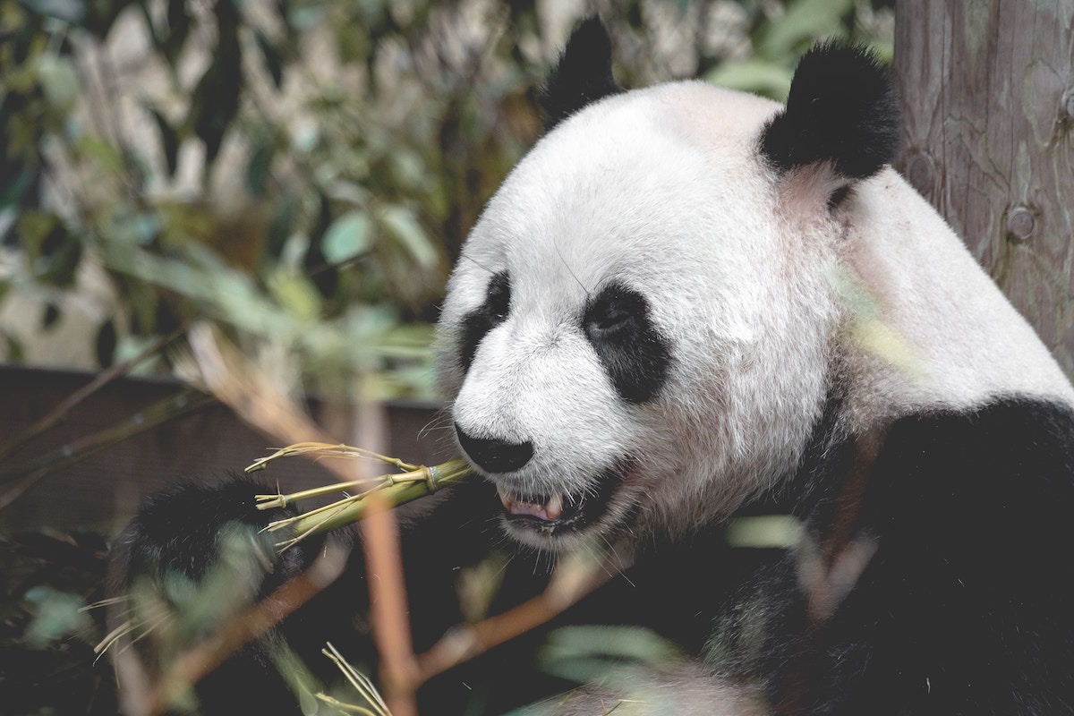 Pandas Are Having More Frequent Sex Nfn World News Breaking News World News Entertainment 9462