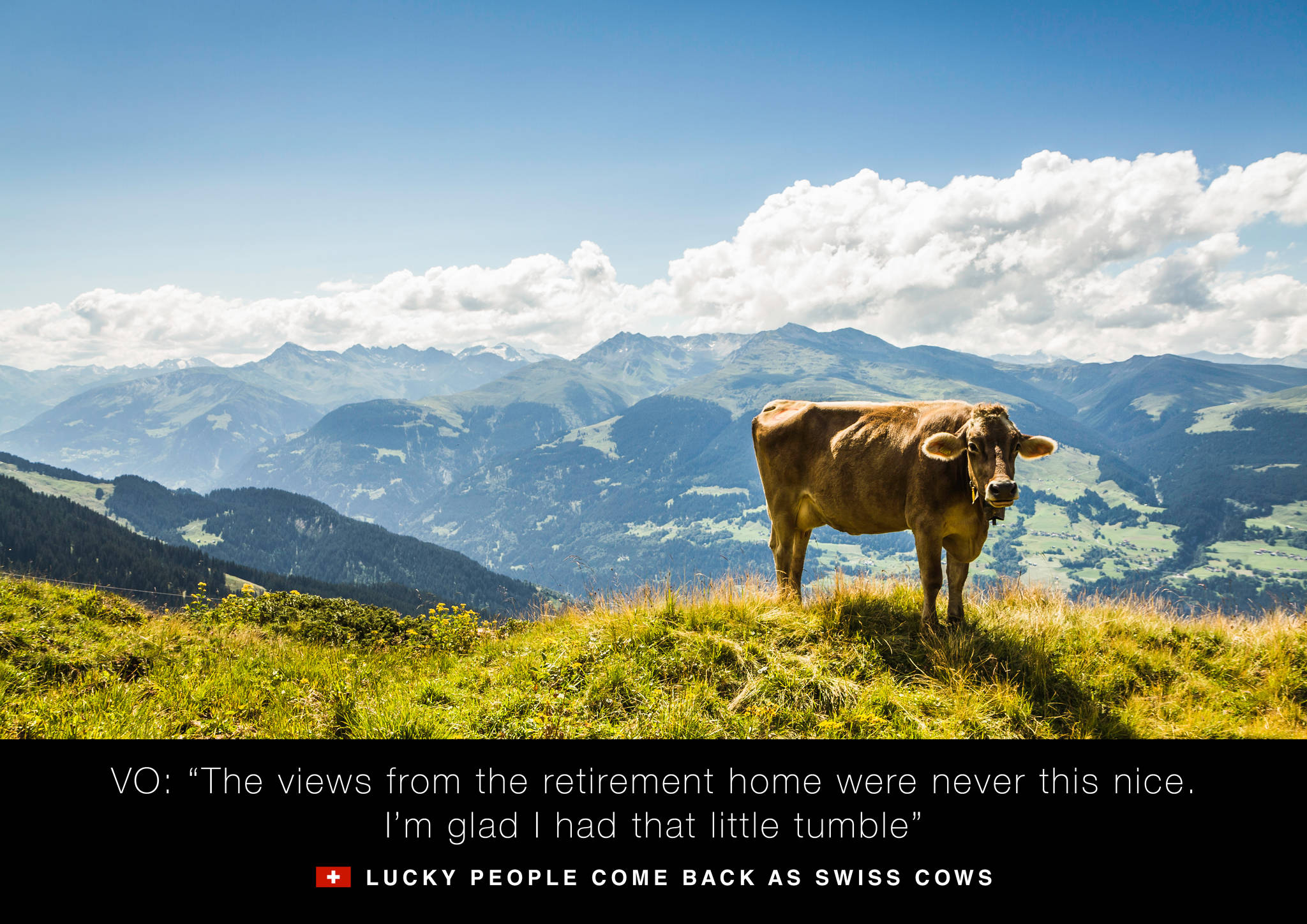 Swiss Cows 1