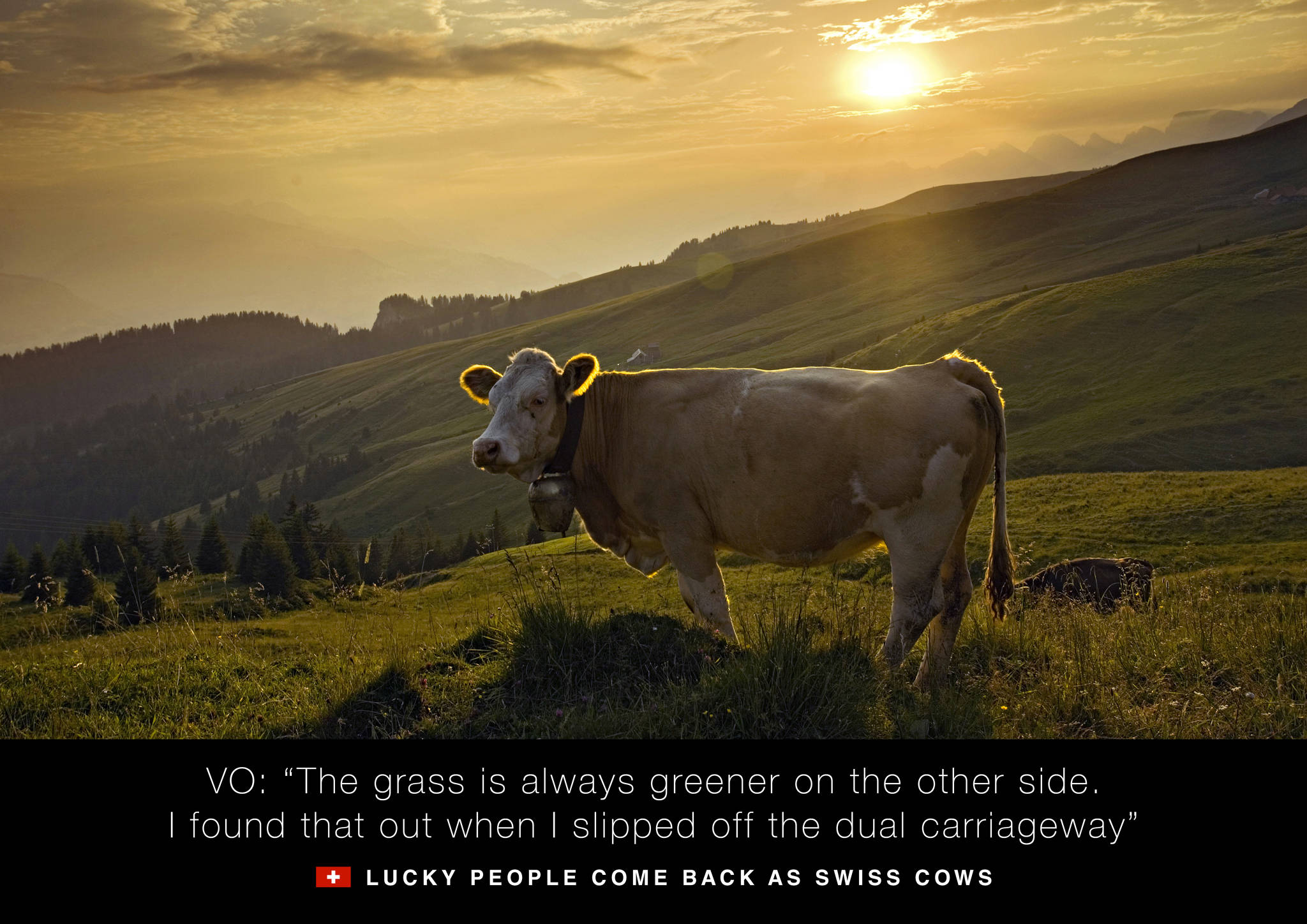 Swiss Cows 2