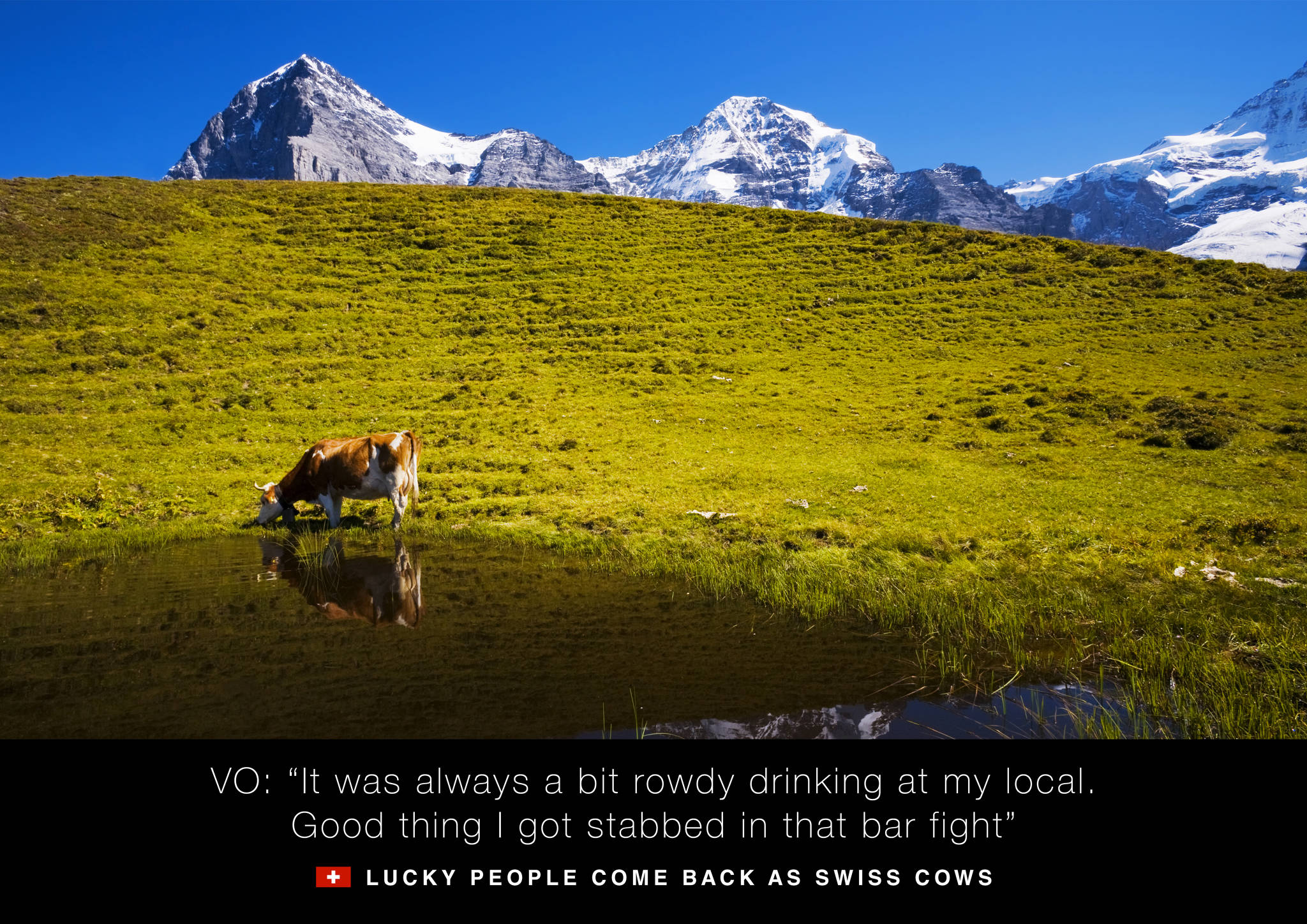 Swiss Cows 3